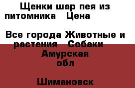 Щенки шар-пея из питомника › Цена ­ 15 000 - Все города Животные и растения » Собаки   . Амурская обл.,Шимановск г.